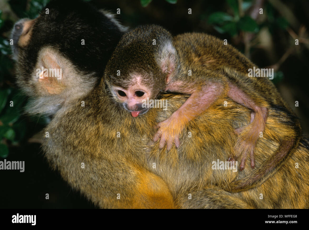 Singe Ecureuil Exercant Son Bebe Sur Son Dos Knysna Western Cape Afrique Du Sud Photo Stock Alamy