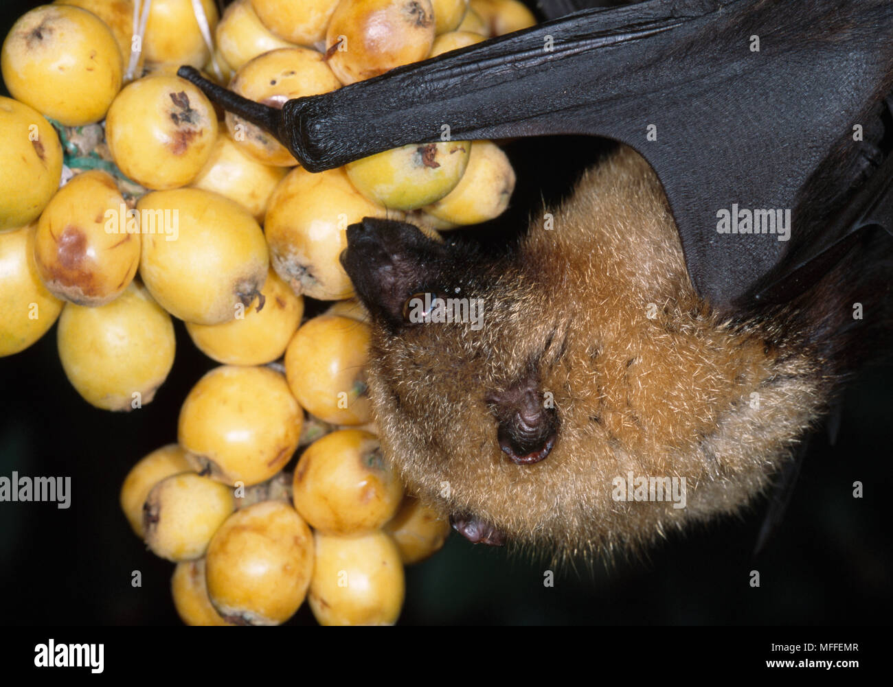 MADAGASCAR l'alimentation ROUSSETTE Pteropus rufus sur les fruits, chef détail. Les espèces endémiques. Banque D'Images