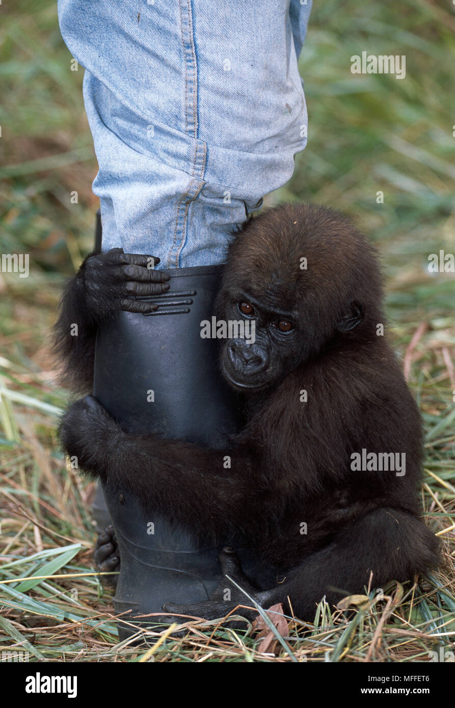 Bebe Gorille De Plaine De L Ouest Gorilla Gorilla Gorilla Avec Gardien Projet Protection Des Gorilles Le Gabon Et Le Congo Photo Stock Alamy