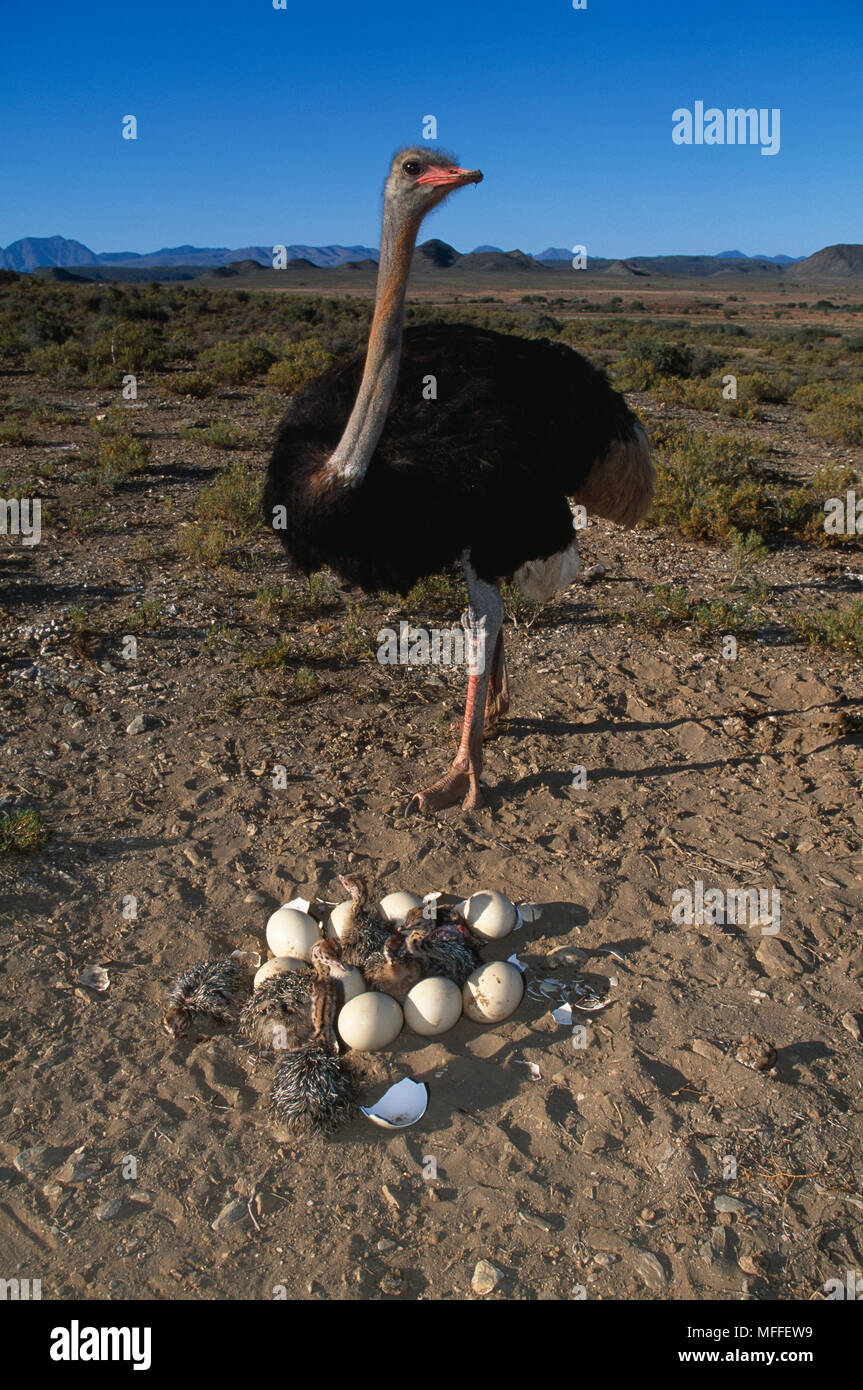 Mâle au nid d'AUTRUCHE Struthio camelus avec oeufs et poussins de l'Afrique Banque D'Images