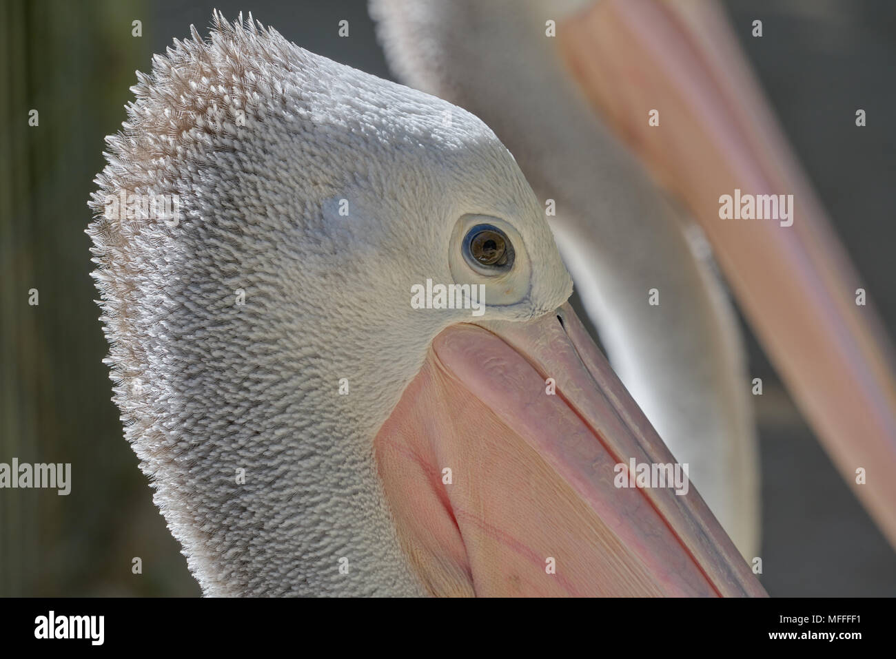 Pelican (Pelecanus conspicillatus australienne) au Zoo d'Adélaïde. L'Australie du Sud. Banque D'Images