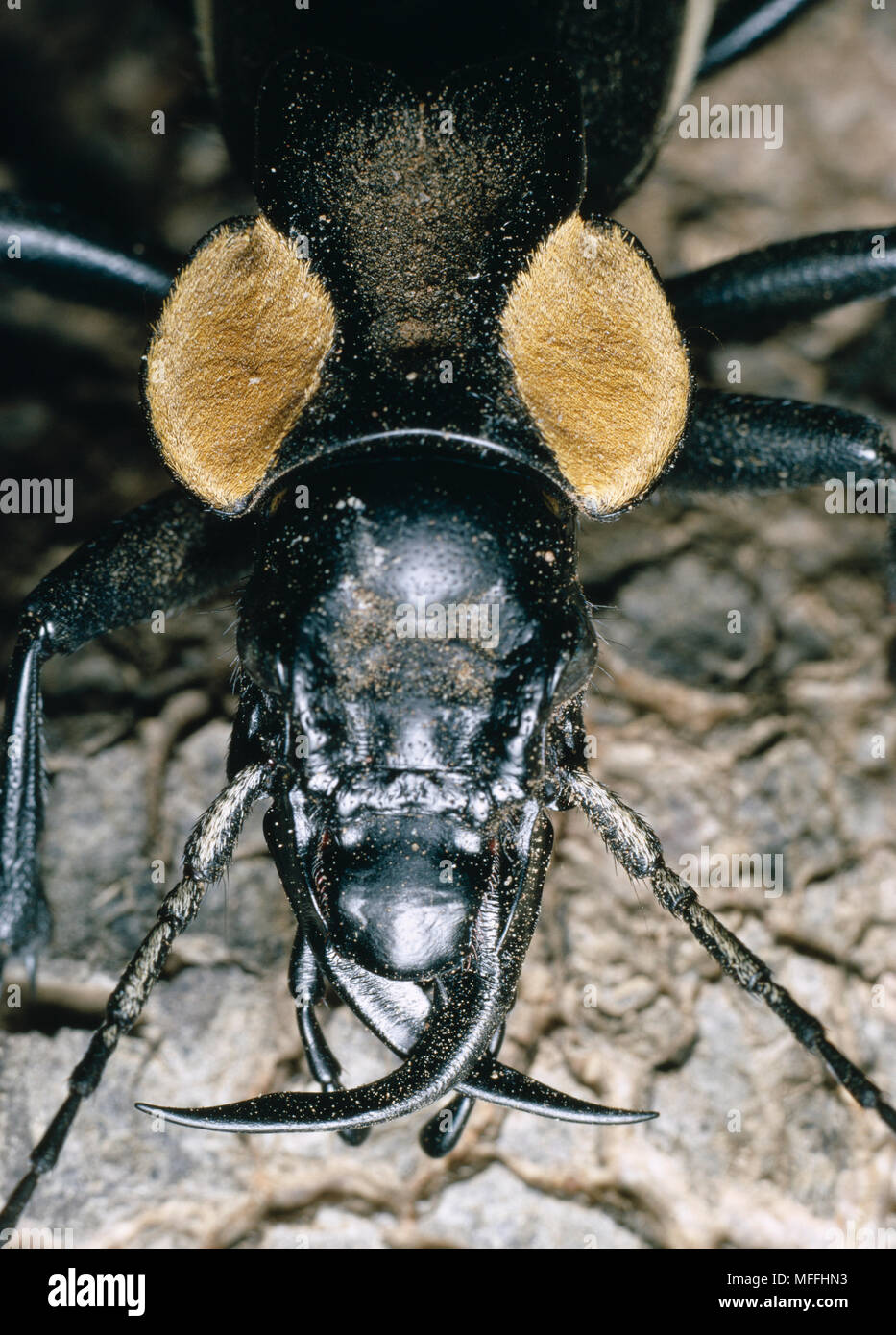 Zabre Longueur 5cm Anthia sp. Chasse la nuit généralement l'Afrique du Sud Banque D'Images