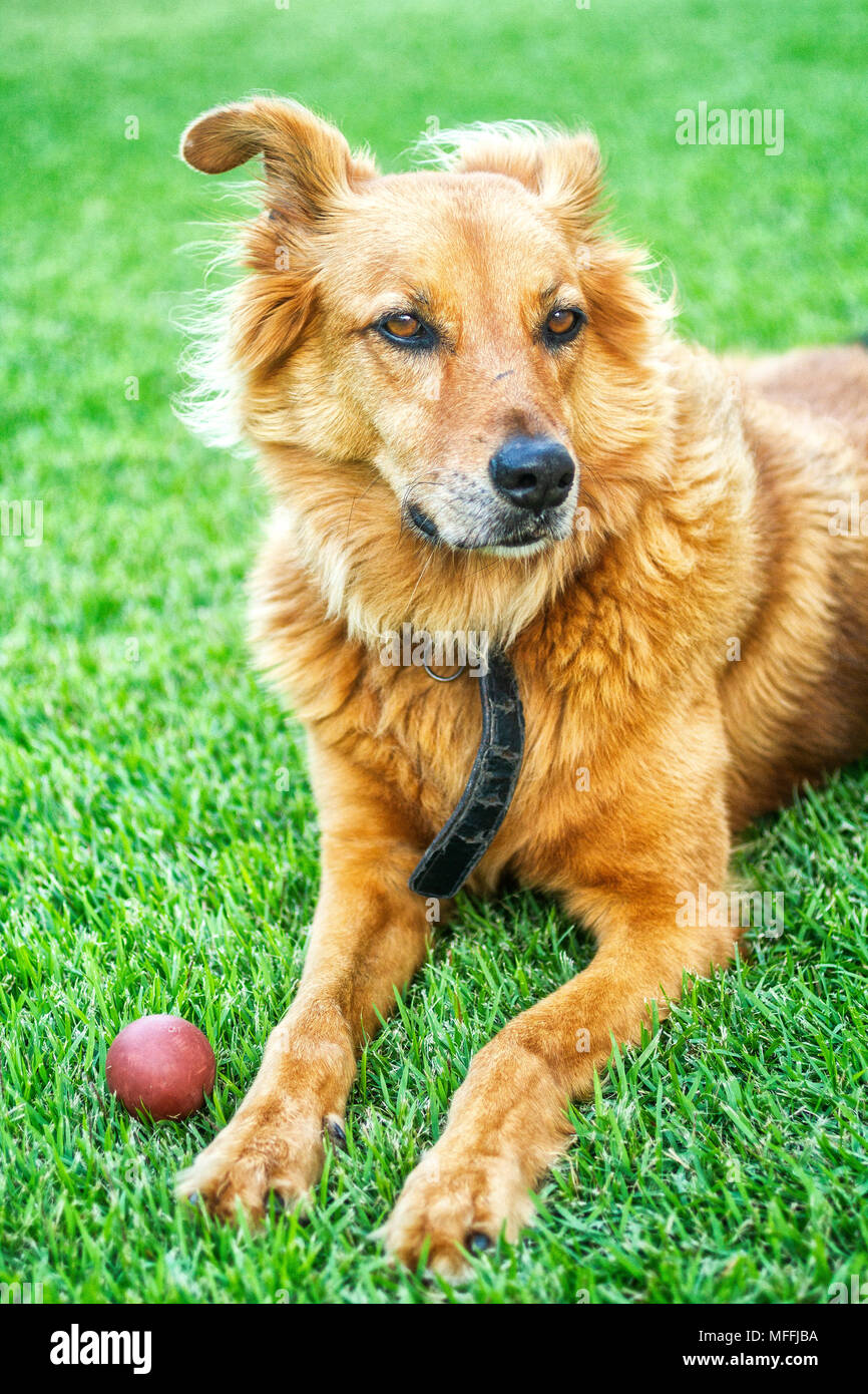 Chien domestique (Canis lupus familiaris) posés sur l'herbe. Florianopolis, Santa Catarina, Brésil. Banque D'Images