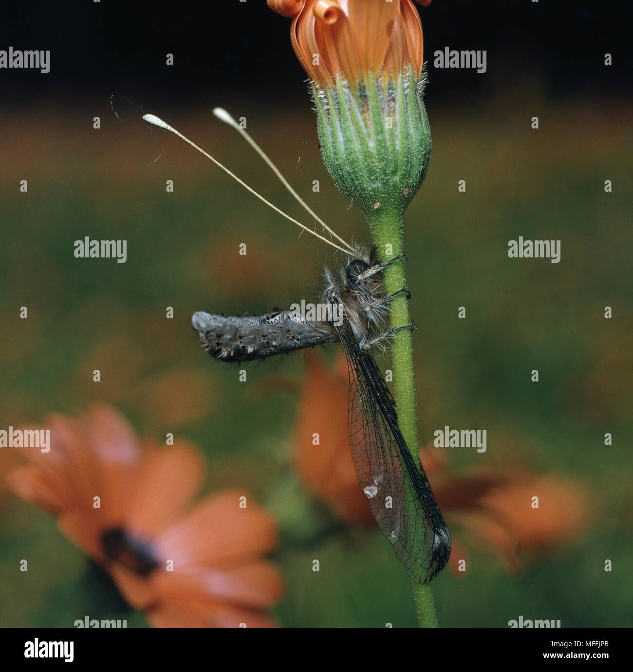 Le longicorne ANTLION (corps 14 mm) Proctarrelabris capensis reposant dans lowveld (forêts), Banque D'Images