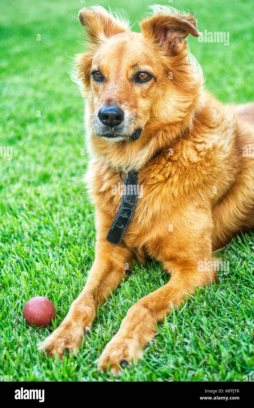 Chien domestique (Canis lupus familiaris) posés sur l'herbe. Florianopolis, Santa Catarina, Brésil. Banque D'Images