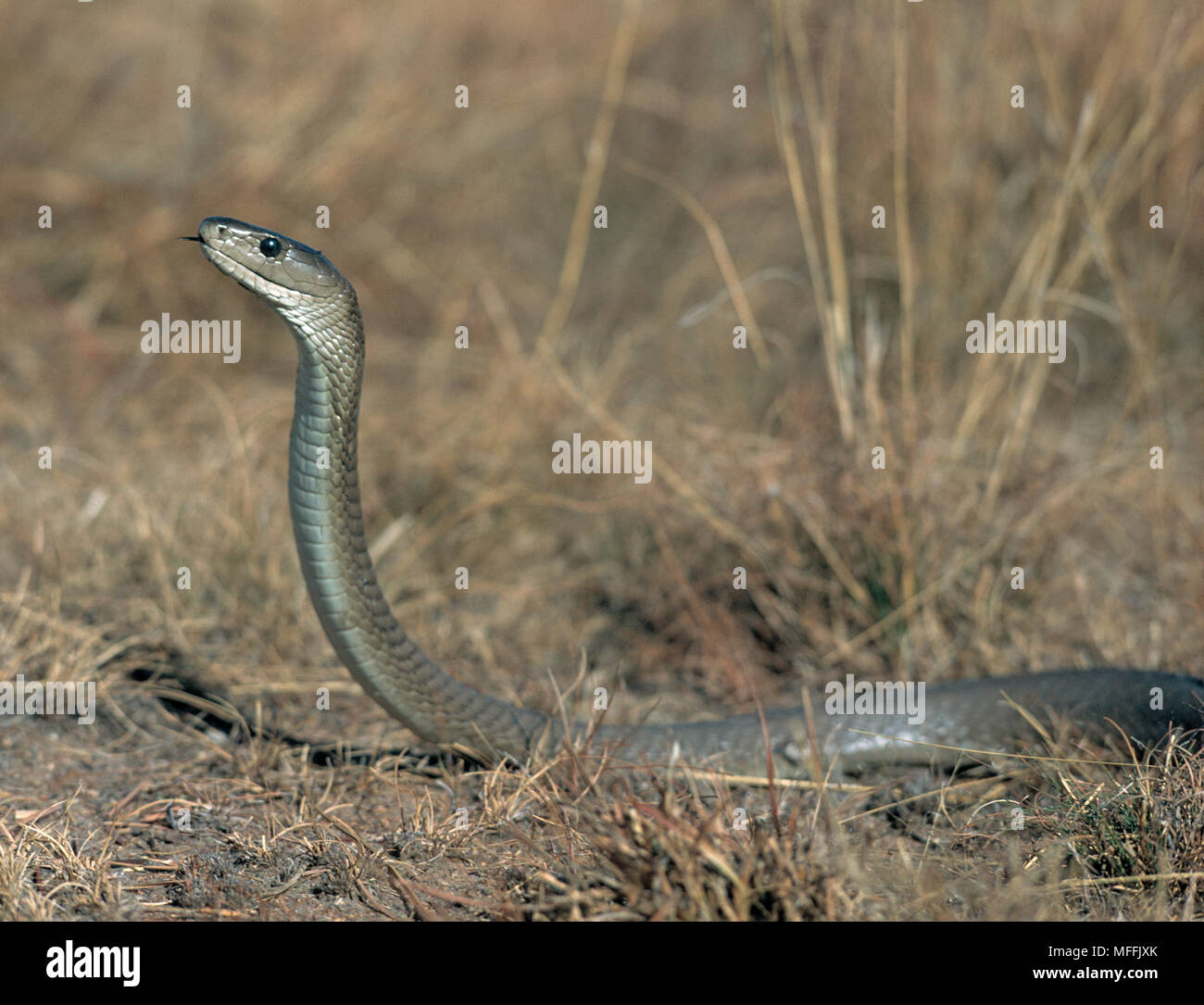 Mambas noirs Banque de photographies et d’images à haute résolution - Alamy