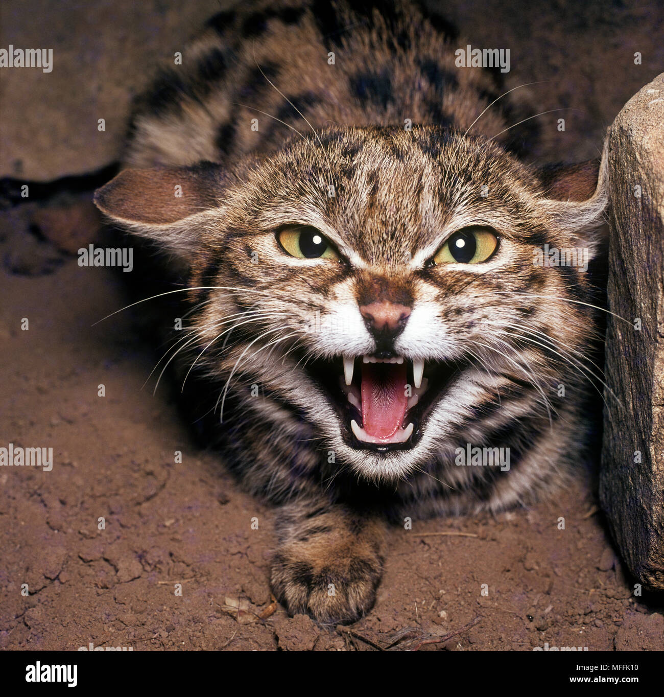 Les putois d'Microfelis WILDCAT snarling nigripes à entrée à den. Karoo, Afrique du Sud Banque D'Images