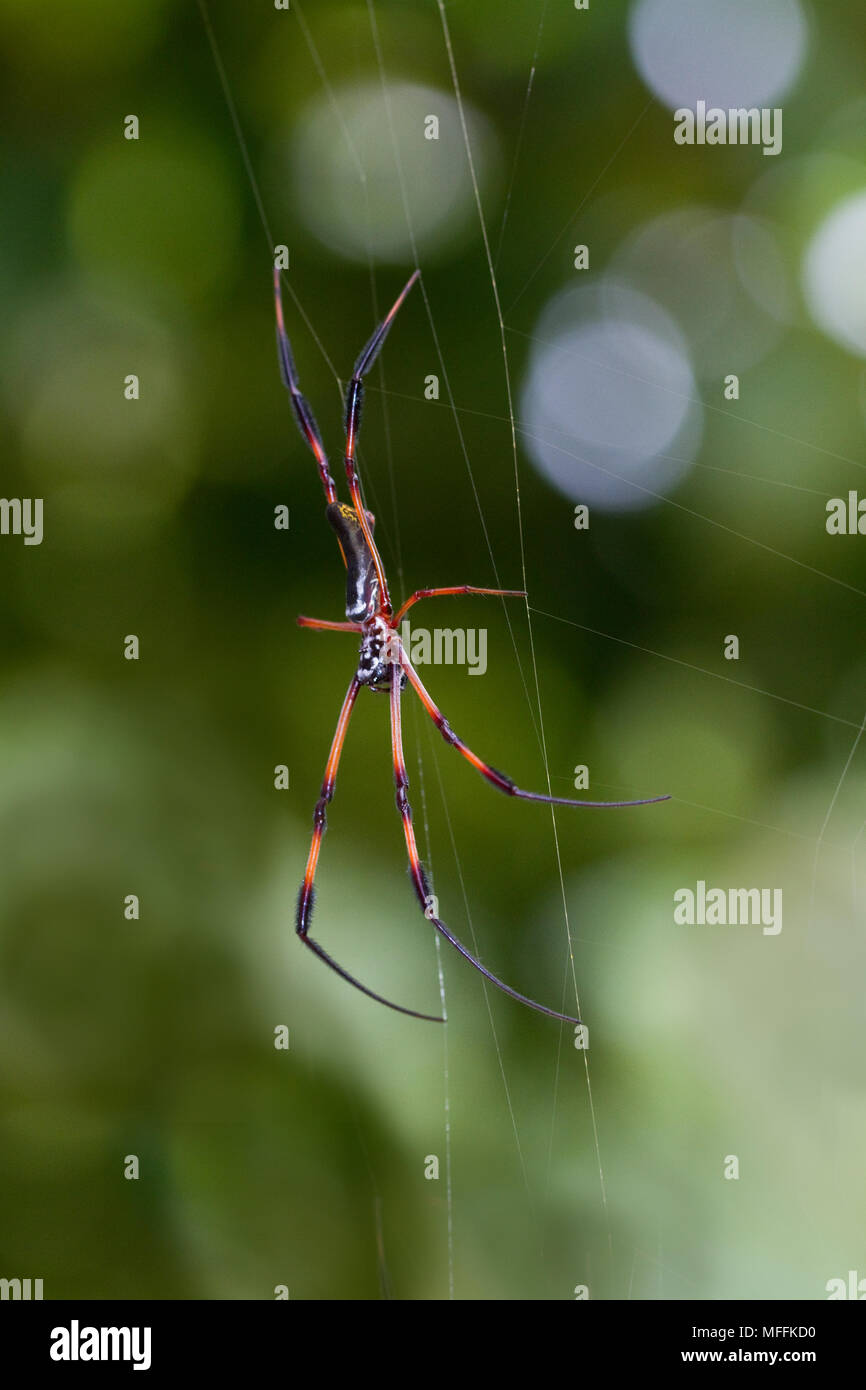 SEYCHELLES (araignée Nephila inaurata PALM) femmes Seychelles Banque D'Images