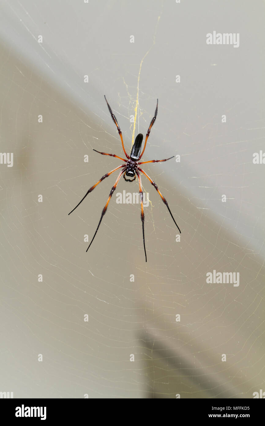 SEYCHELLES (araignée Nephila inaurata PALM) femmes Seychelles Banque D'Images