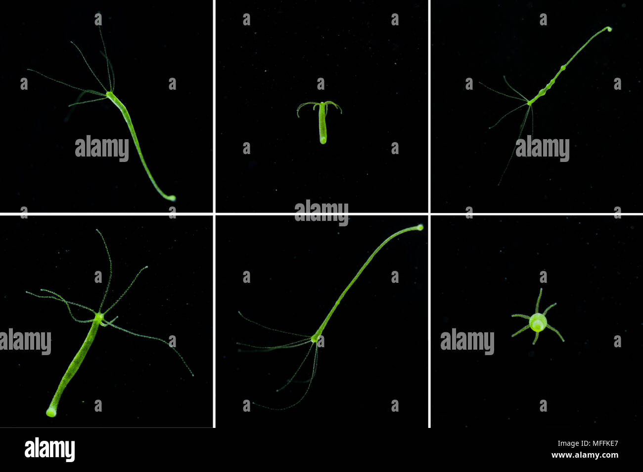 (Hydra Hydra viridis) dans 'Les débris alimentaires de l'eau riches' Banque D'Images