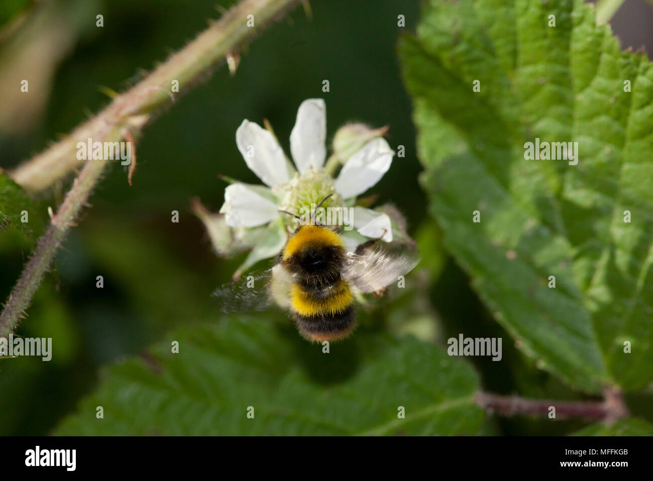 Début de bourdon (Bombus pratorum) à fleurs blackerry Banque D'Images