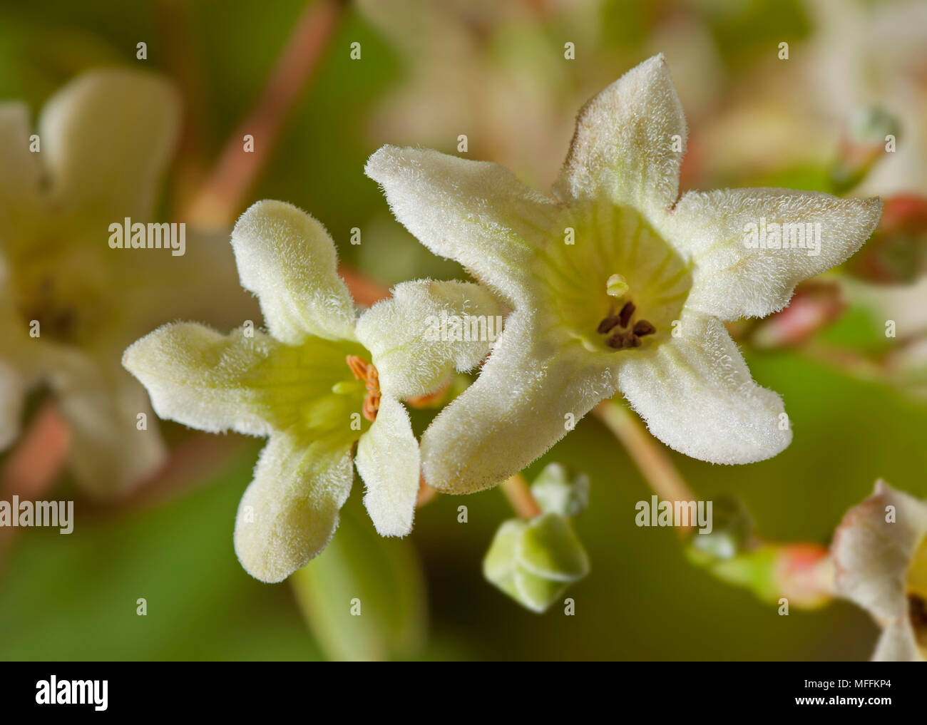 Arbre CHINOIS EMMENOPTERYS Emmenopterys henryi) (un arbre très rares en provenance de Chine que les fleurs pendant plusieurs décennies. Ce spécimen de Borde Hill Gardens, W Banque D'Images