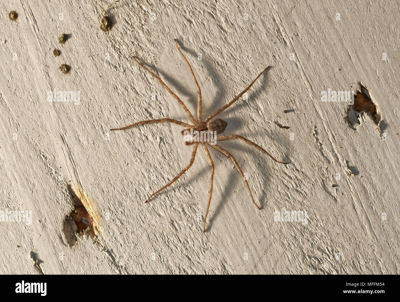 Araignée HUNTSMAN (Sparassidae (anciennement Heteropodidae) Florida Banque D'Images