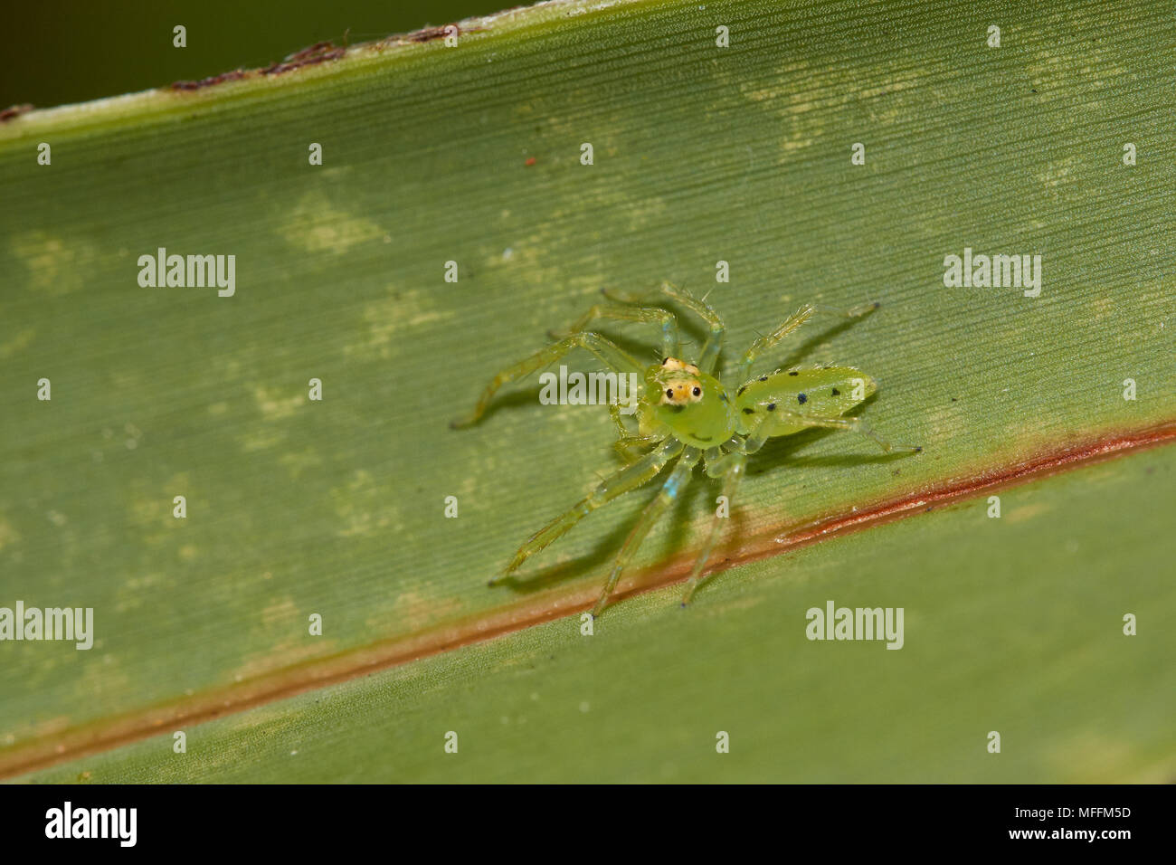 SPIDER (Lyssomanes MAGNOLIA viridis) une araignée sauteuse (vert) à partir de la Floride des Araneidae Banque D'Images