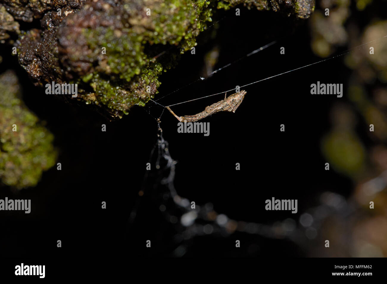 Séran-WEB SPIDER (Uloboridae) la seule famille d'araignées sans glandes à venin, Floride Banque D'Images