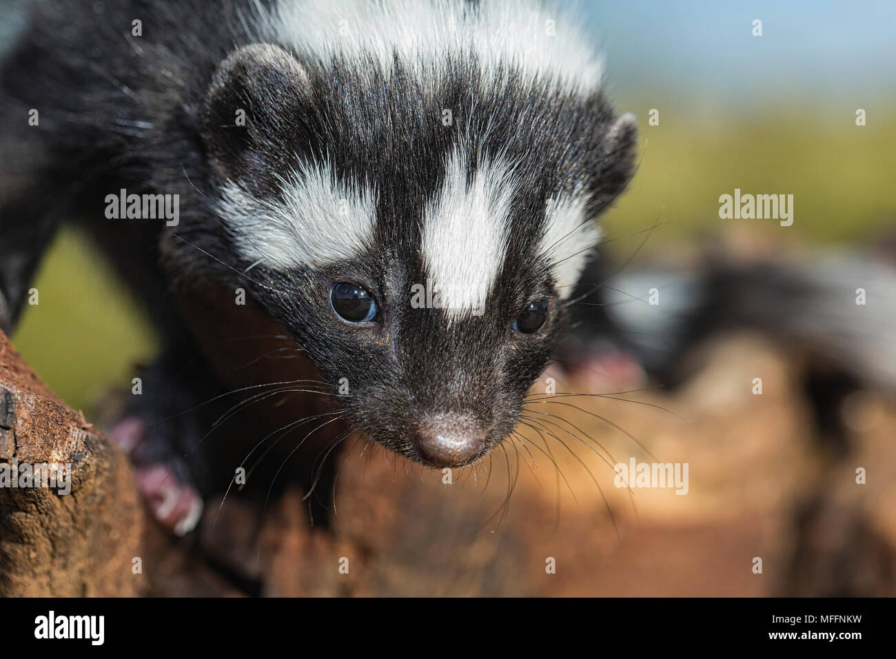 Striped polecat (Ictonyx striatus) la Namibie. Banque D'Images