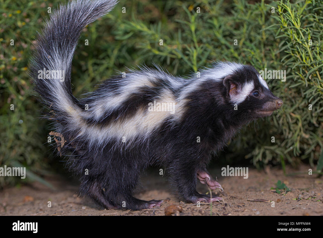 Striped polecat (Ictonyx striatus) Namibie Banque D'Images