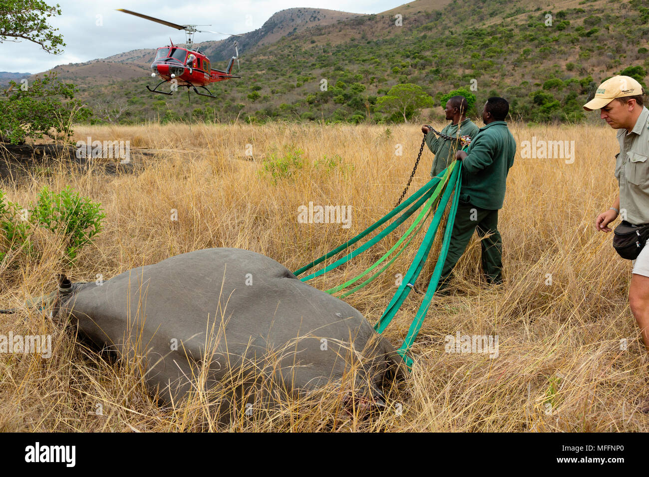 Le Rhinocéros noir (Diceros bicornis) en préparation pour le transport aérien par hélicoptère.Ithala game reserve.capture des oiseaux la surveillance de l'agent de Jed airlift.Sou Banque D'Images