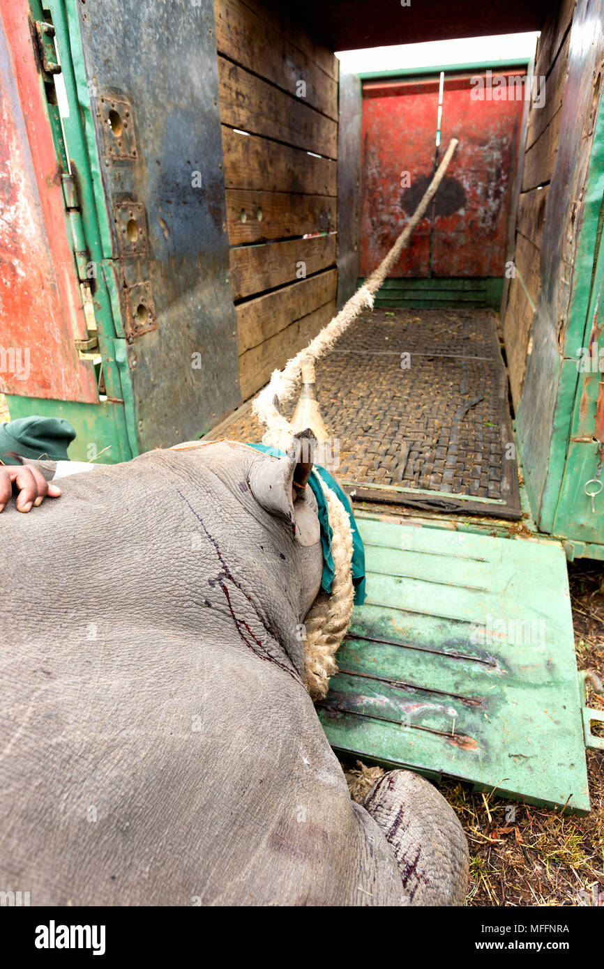 Le Rhinocéros noir (Diceros bicornis) chargées dans une cage pour la translocation.Ithala game reserve.Afrique du Sud Banque D'Images