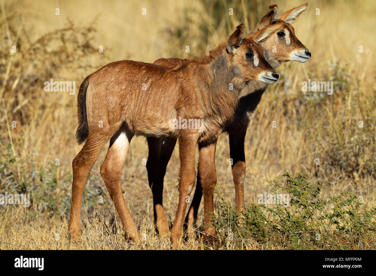 L'antilope rouanne (Hippotragus equinus) Jeunes veaux.Afrique du Sud Banque D'Images