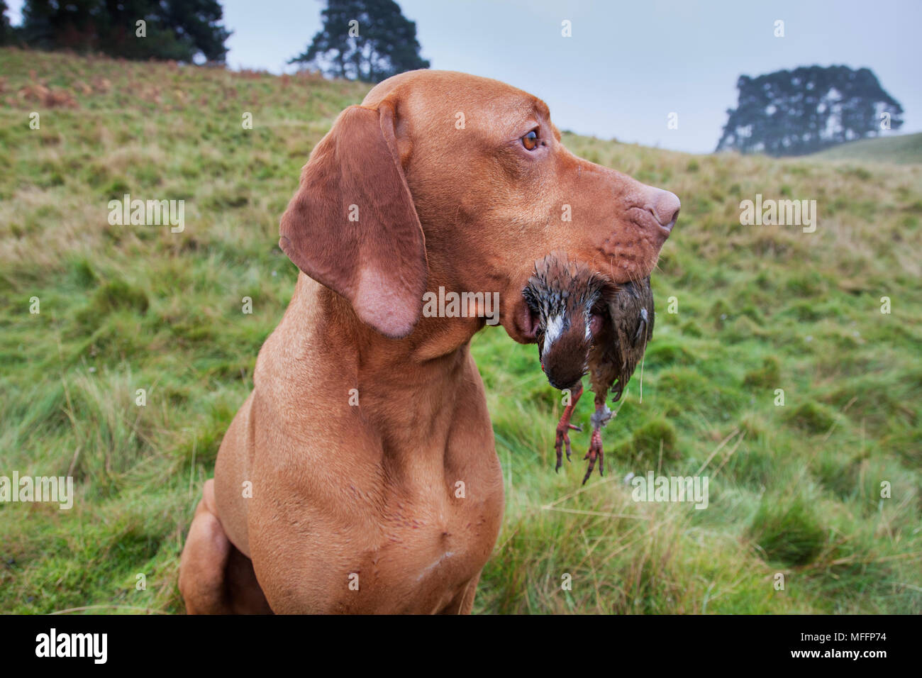 Vizsla devint bien formé avec pointeur partridge qui a été abattu lors d'une chasse. Banque D'Images
