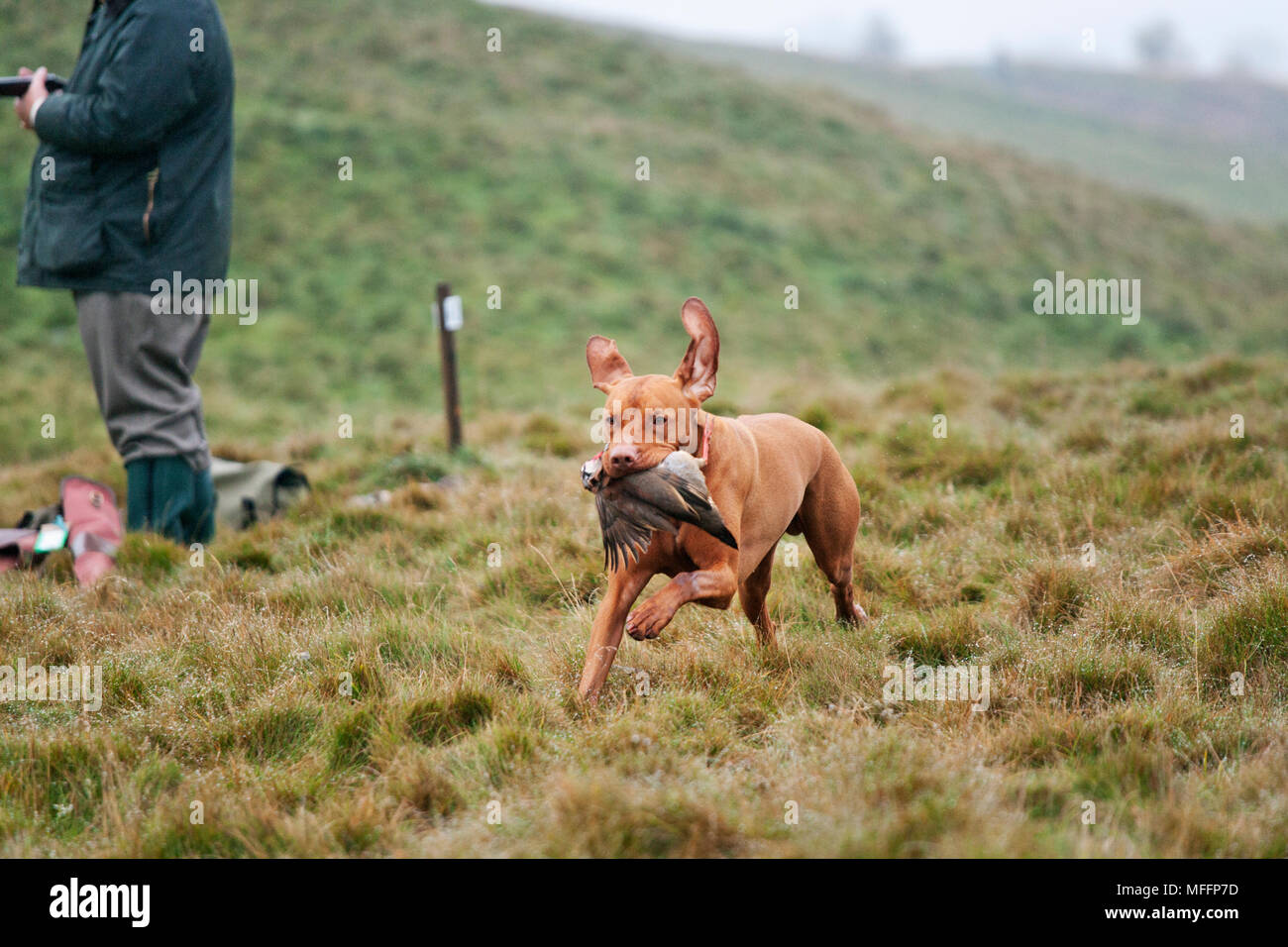 Vizsla devint bien formé avec pointeur partridge qui a été abattu lors d'une chasse. Banque D'Images