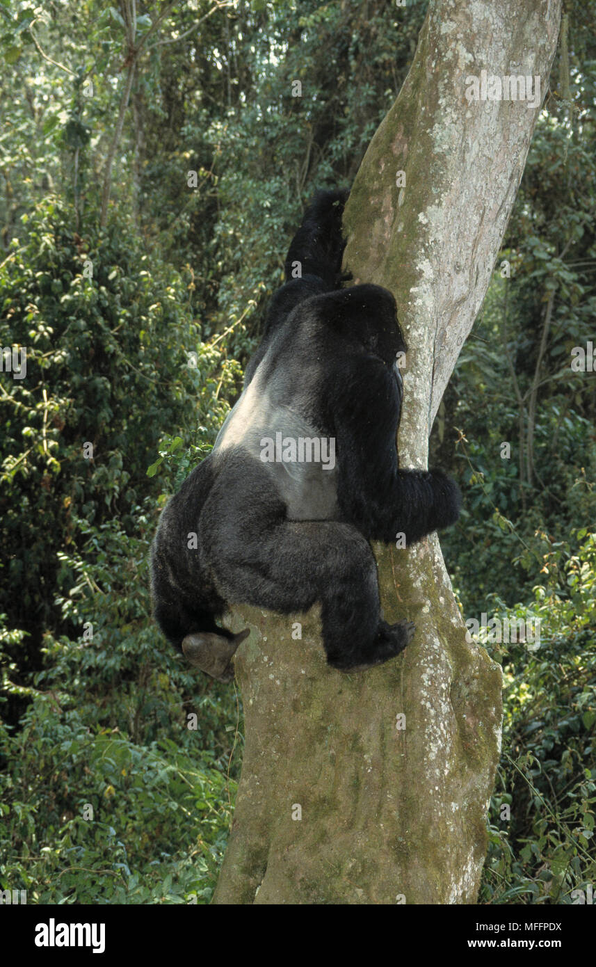Les basses terres de l'Est Gorilla gorilla beringei graueri Silverback, arbre d'escalade Parc National de Kahuzi-Biega, Zaïre, Afrique Banque D'Images