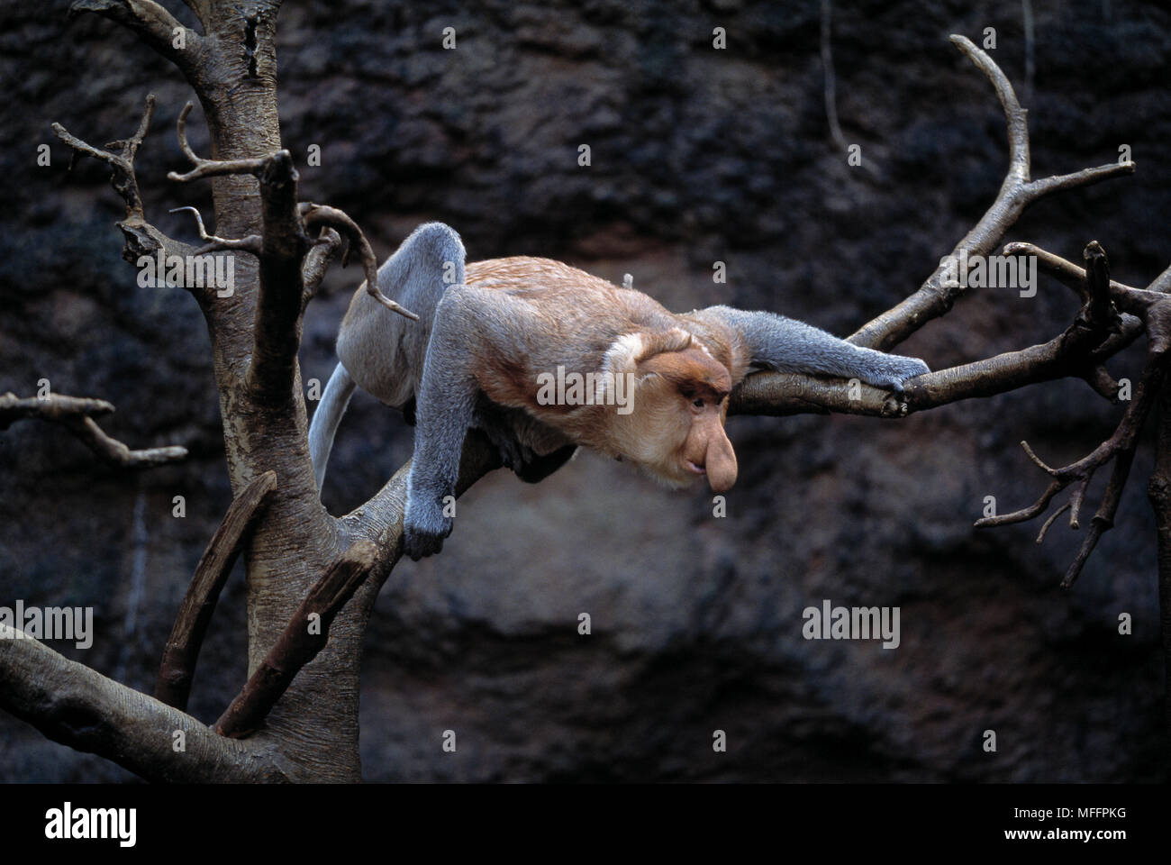 PROBOSCIS MONKEY Nasalis larvatus zoo du Bronx, New York, USA Banque D'Images