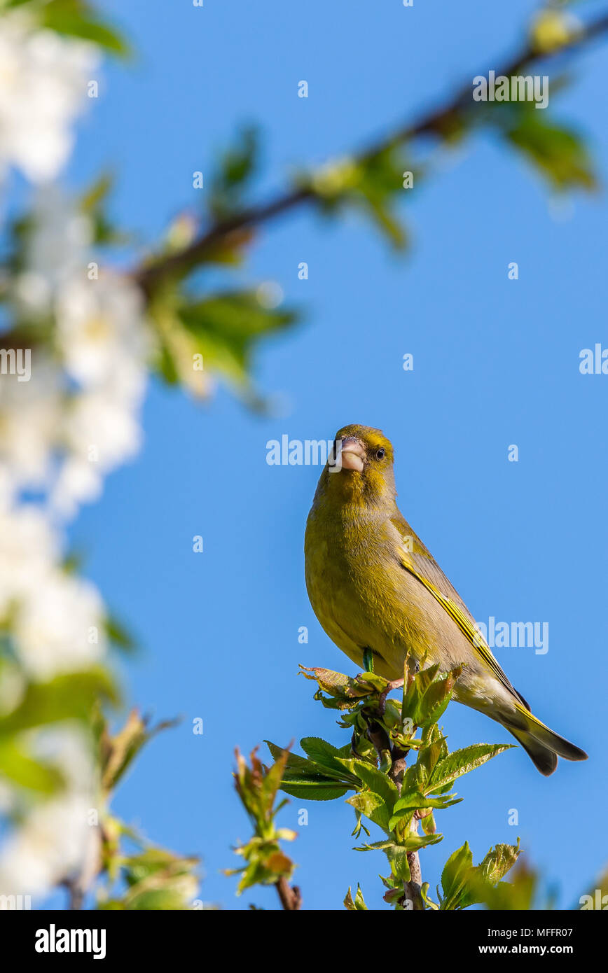 Photo verticale de l'homme green Finch. Oiseau est perché sur des rameaux de cerisier. D'autres sont pleins d'rameau vert printemps feuilles et fleurs blanches. Banque D'Images