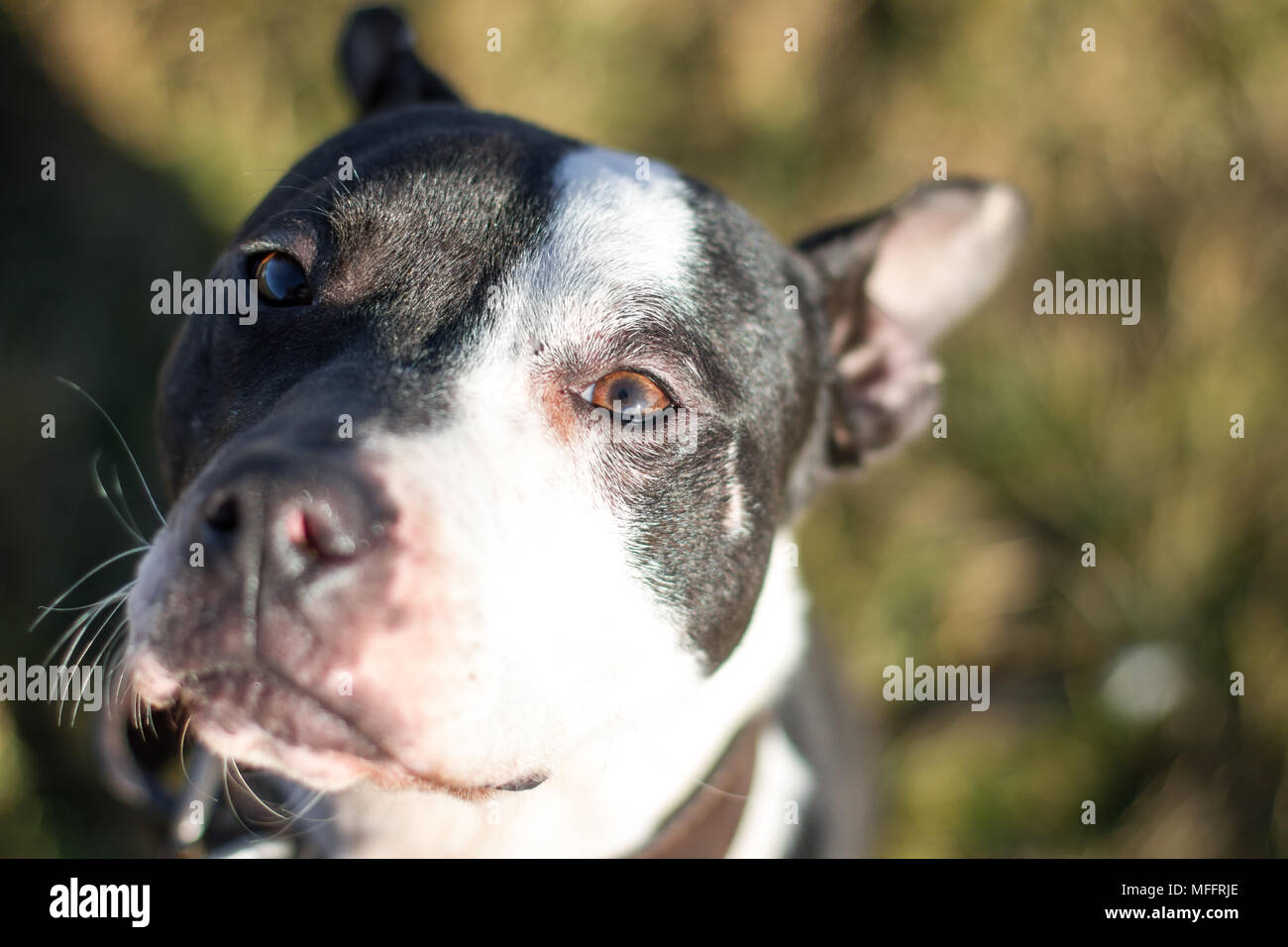 Le noir et blanc American Pit Bull Terrier Banque D'Images