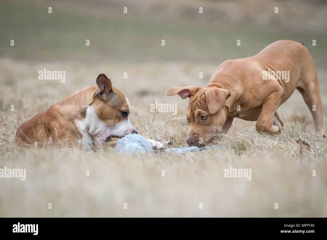 Chiots jouant (chien de type Bulldog et Bulldog de travail) Banque D'Images