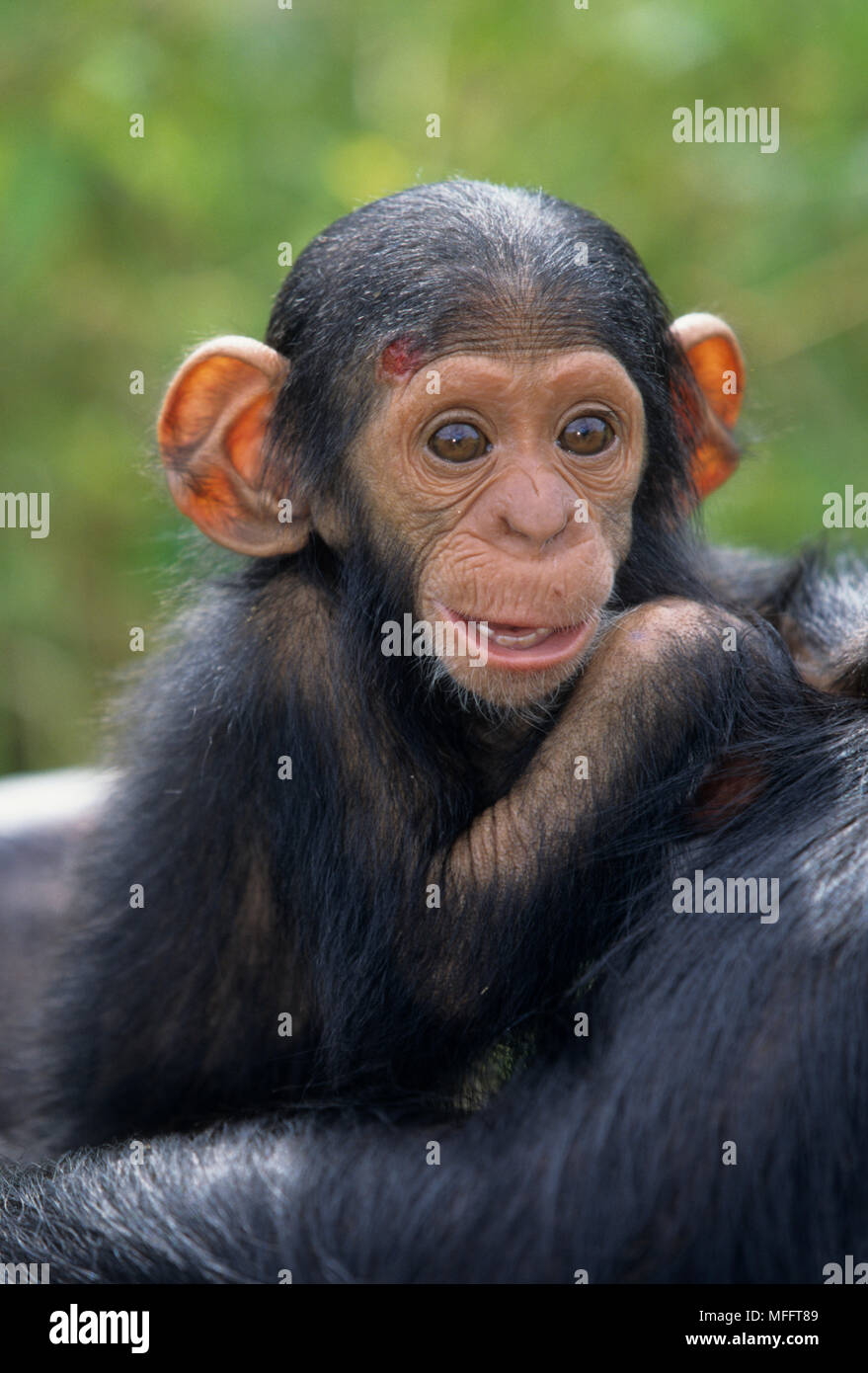 Bébé chimpanzé avec mère Pan troglodytes chimpanzé Chimfunshi orphelinat, Zambie. Banque D'Images