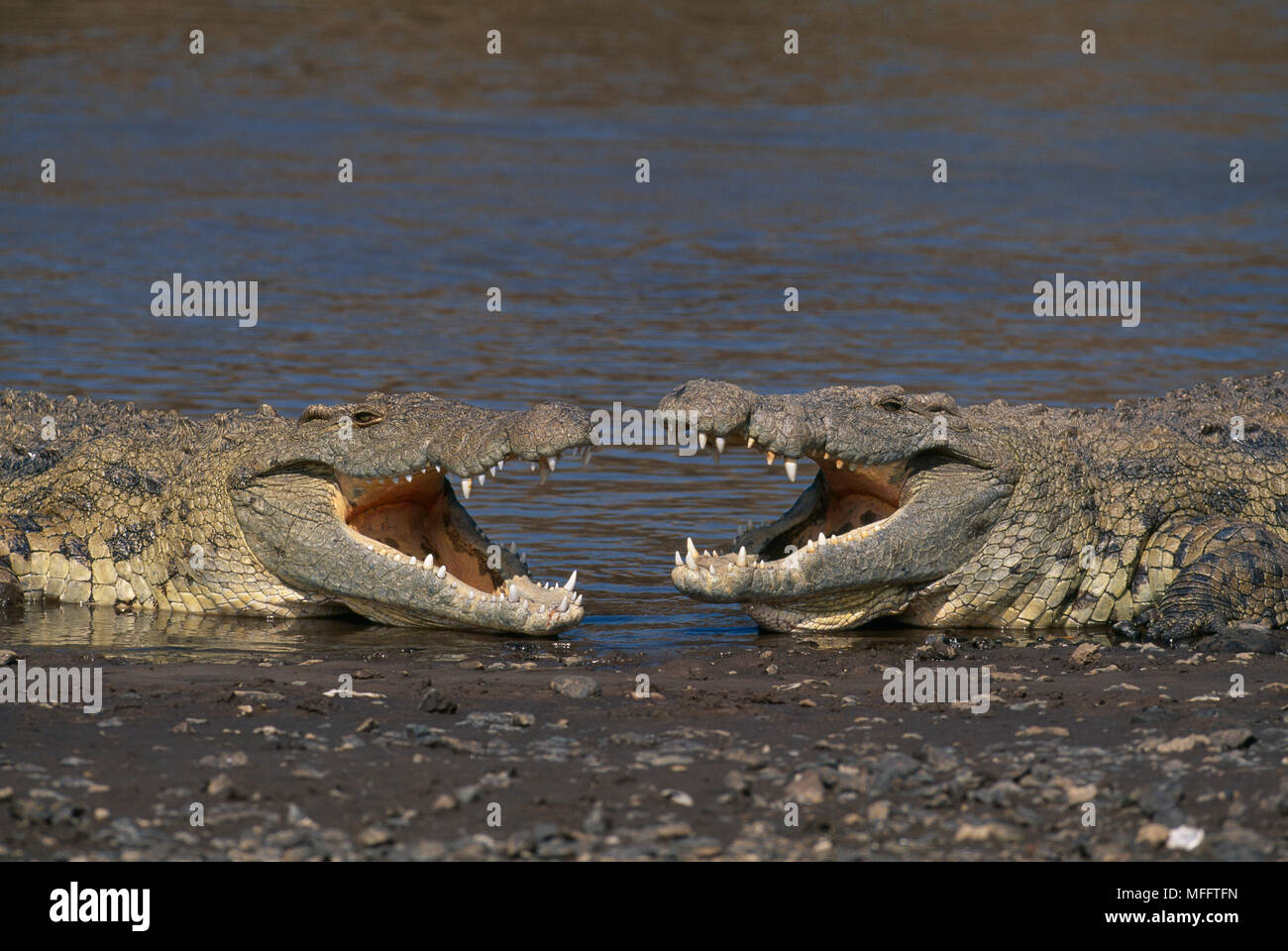 CROCODILE DU NIL Crocodilus niloticus béant, l'Afrique. Banque D'Images