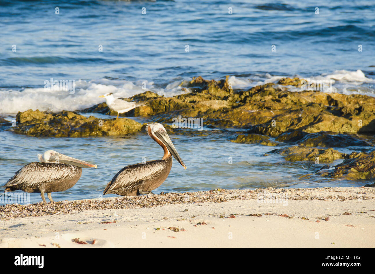 Deux oiseaux sur le bord d'une plage de rochers et l'eau à l'arrière-plan Banque D'Images