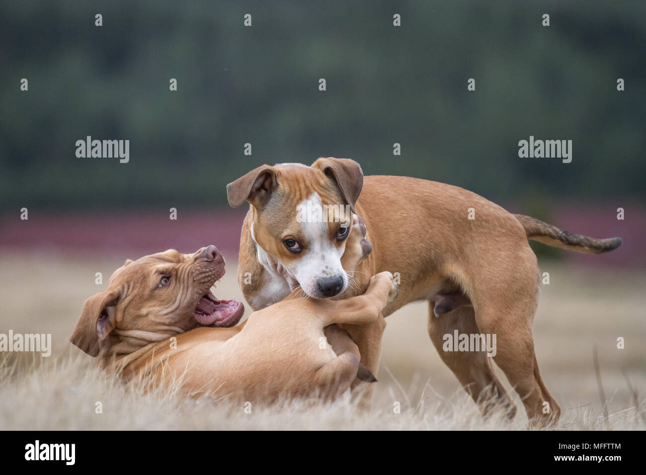 Chiots jouant (chien de type Bulldog et Bulldog de travail) Banque D'Images
