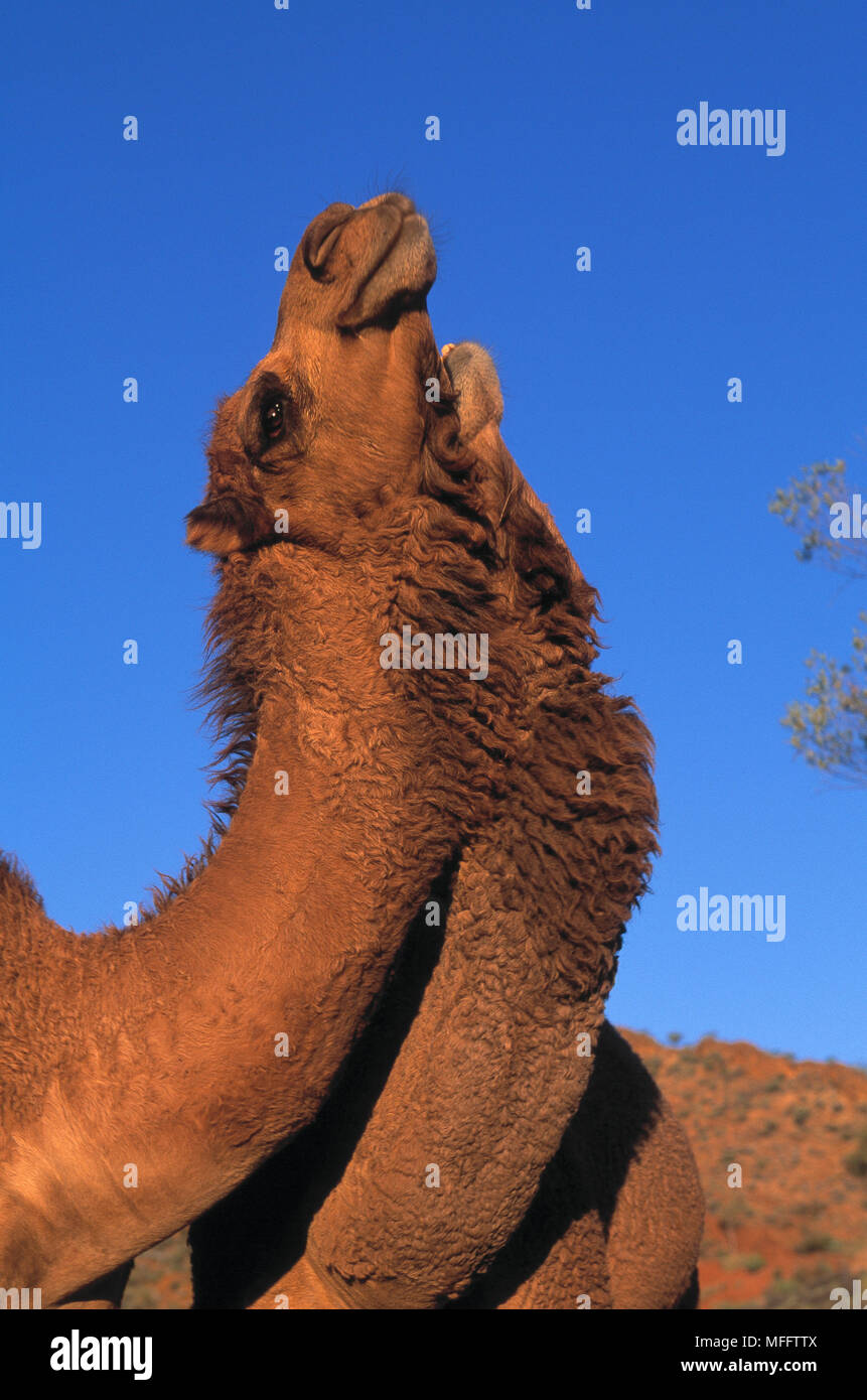 Les chameaux dromadaire Camelus dromedarius sauvages de l'Australie a présenté, aujourd'hui wild Banque D'Images