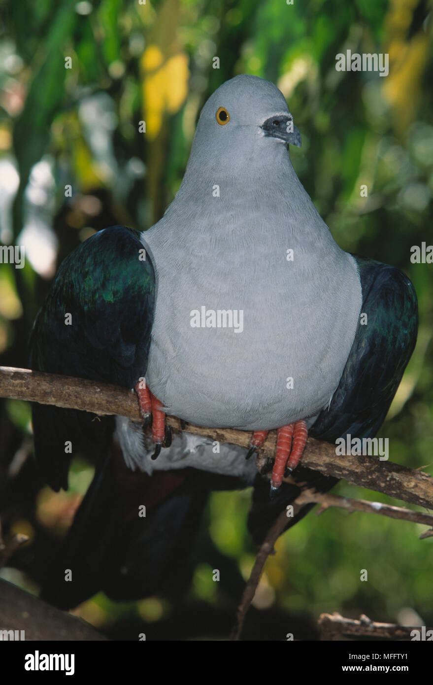 GREEN PIGEON IMPÉRIAL Ducula aenea Asie du sud-est Banque D'Images