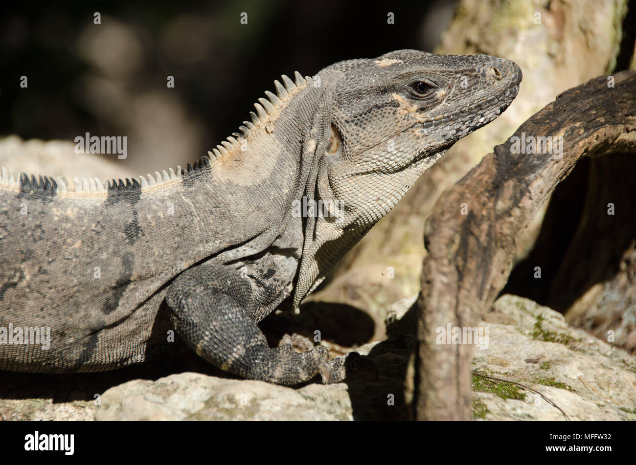 Reptile reposant sur une branche de la jungle du Yucatan Banque D'Images