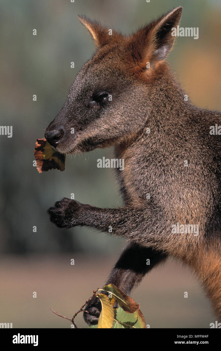 SWAMP WALLABY Wallabia bicolor parcourt Banque D'Images