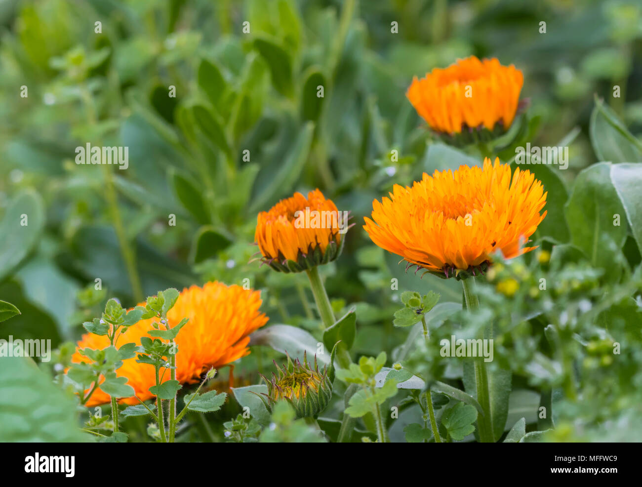 Souci officinal (Calendula officinalis, l'anglais marigold, Ruddles commun, souci, calendula Scotch) au printemps en fleurs au Royaume-Uni. Banque D'Images