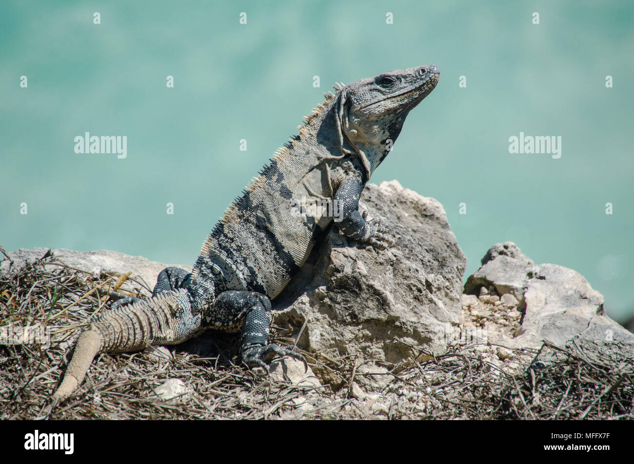 Close up d'un reptile tropical sur les Caraïbes Banque D'Images