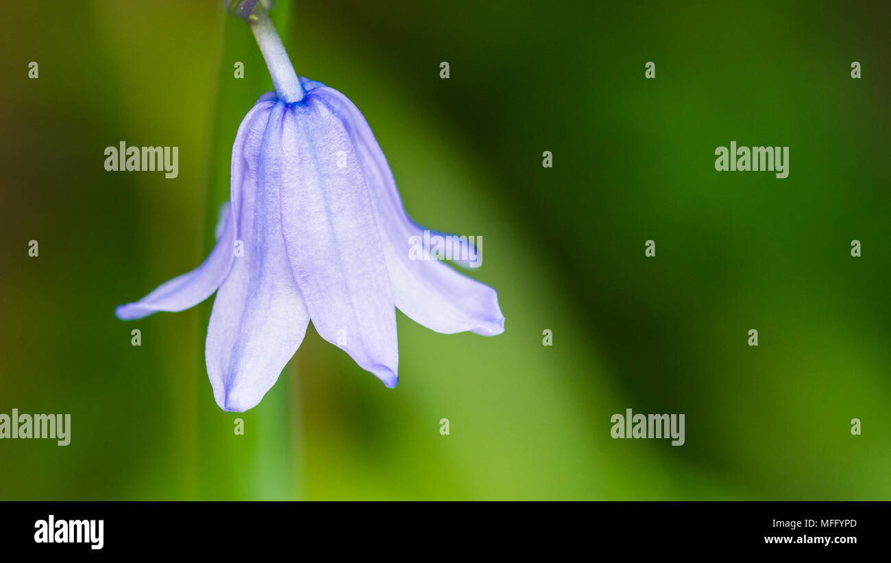 Un plan macro sur une seule fleur bluebell espagnol. Banque D'Images