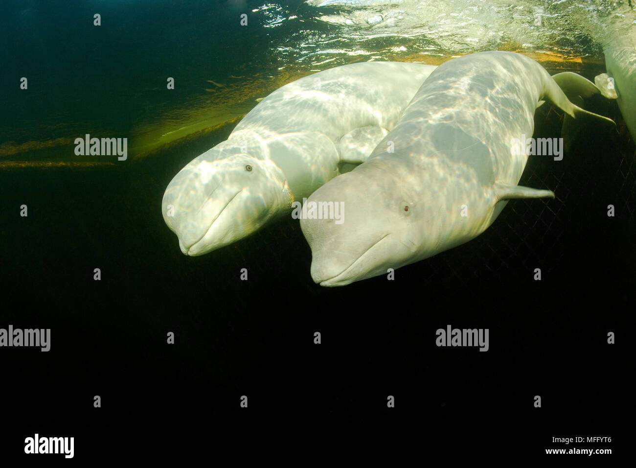 Couple de bélugas, Delphinapterus leucas, natation sous les glaces du cercle arctique, centre de plongée, mer Blanche, la Carélie, dans le nord de la Russie Banque D'Images