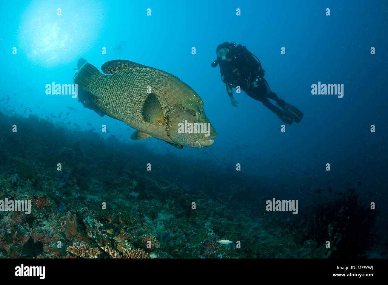 Scuba Diver et poisson Napoléon, Cheilinus undulatus, Maldives, océan Indien Banque D'Images