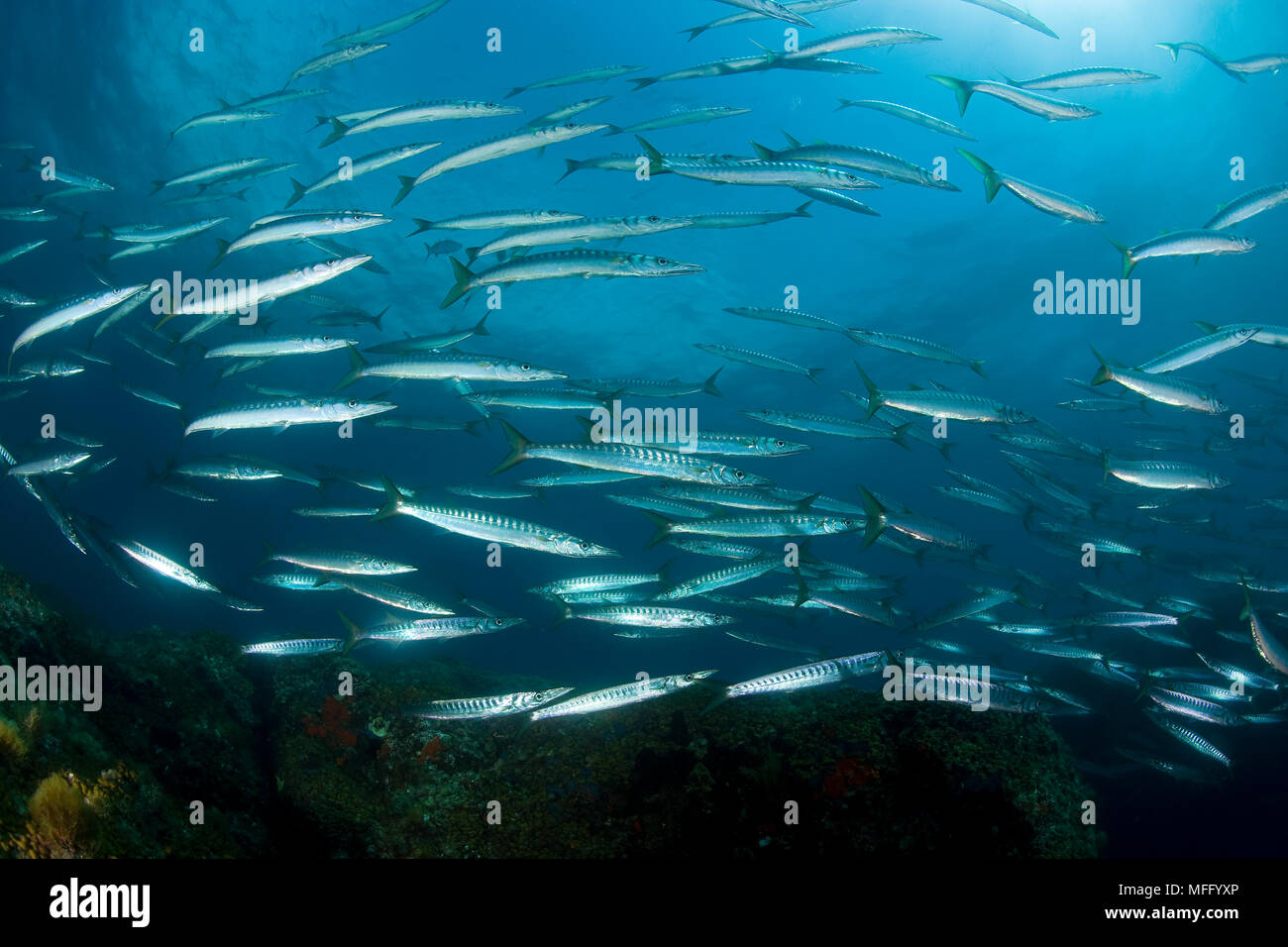 Banc de barracudas, sphyraena Sphyraena, l'île d'Ischia, Italie, Méditerranée, Mer Tyrrhénienne Banque D'Images
