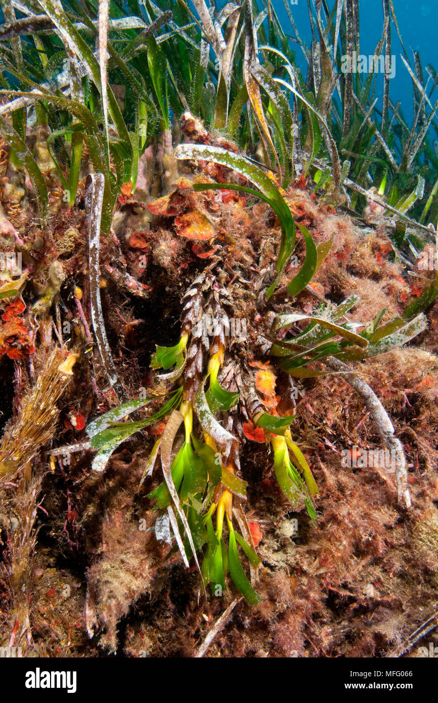 Inflorescence de prairies sous-marines, Posidonia oceanica, l'île d'Ischia, Italie, Méditerranée, Mer Tyrrhénienne Banque D'Images