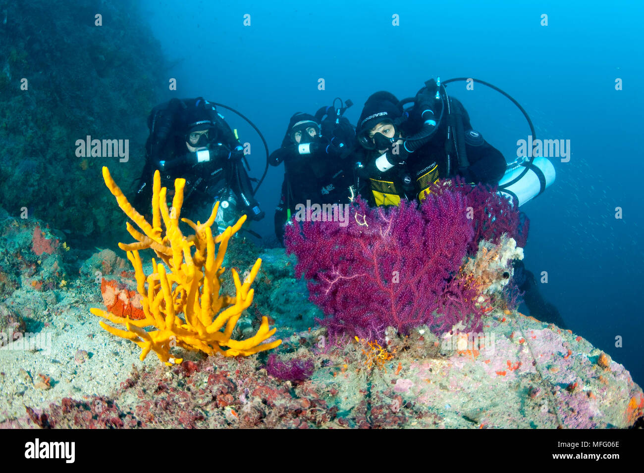 Les plongeurs du recycleur avec éponge, Axinella cannabina et rouge gorgonia, Paramuricea clavata, l'île d'Ischia, Italie, Méditerranée, Mer Tyrrhénienne Banque D'Images