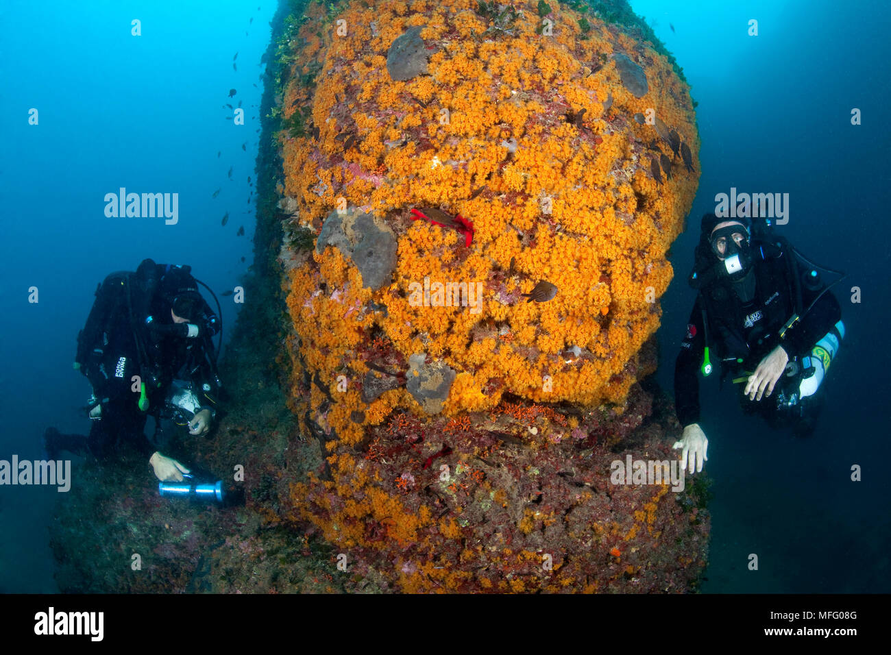 Reabreather les plongeurs et mur recouvert avec Parazoanthus axinellae, l'île d'Ischia, Italie, Méditerranée, Mer Tyrrhénienne Banque D'Images