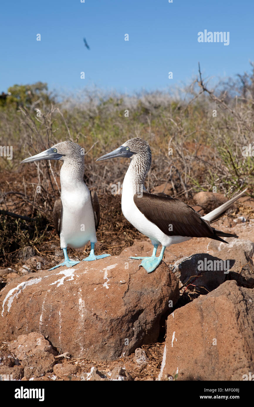 Couple de fou à pieds bleus, Sula nebouxi, North Seymour Island, îles Galapagos, l'UNESCO Site du patrimoine mondial naturel, l'Équateur, de l'Océan Pacifique Banque D'Images