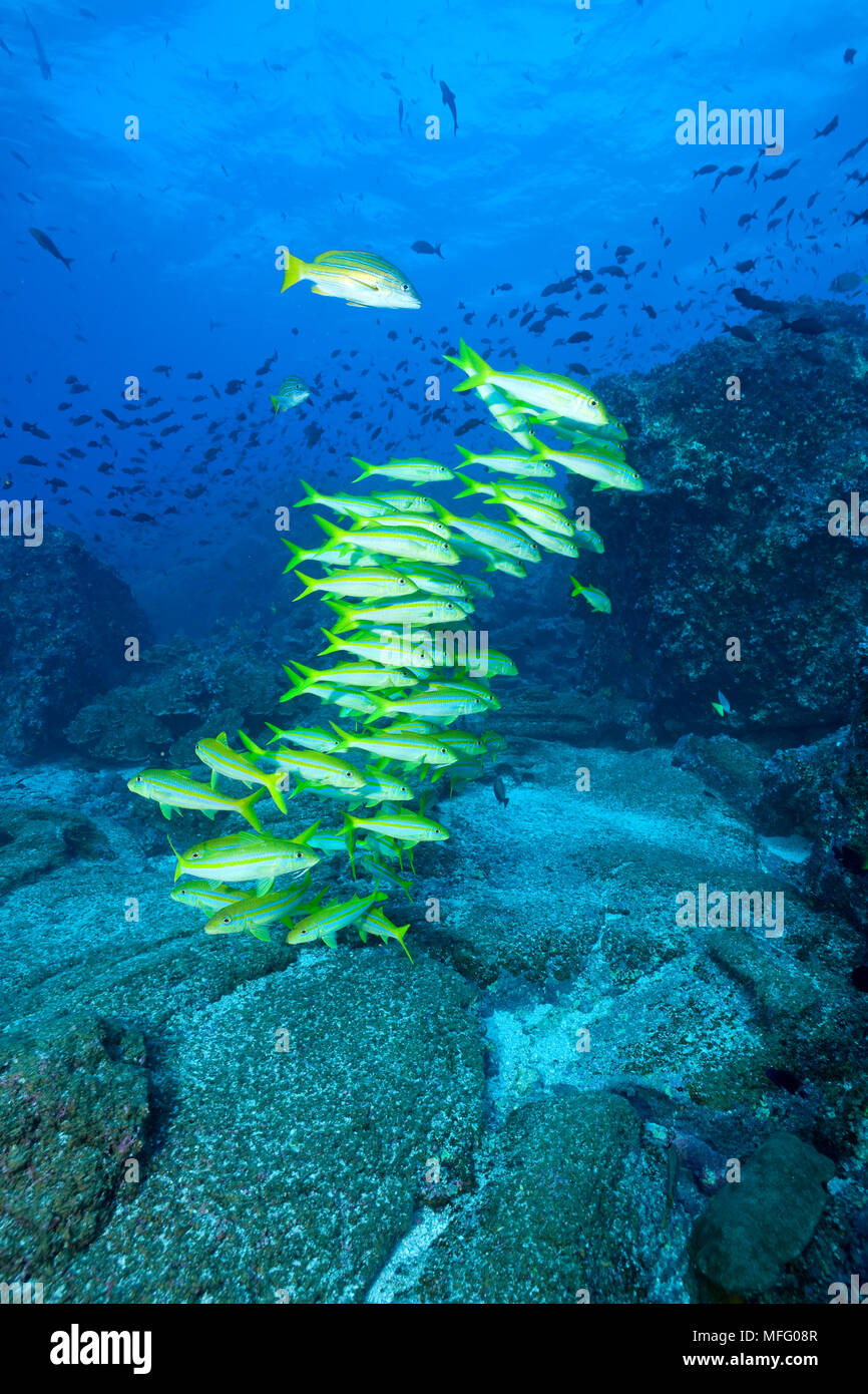 Banc de goatfish, Mulloidichthys dentatus, îles Galapagos, l'UNESCO Site du patrimoine mondial naturel, l'Équateur, de l'Océan Pacifique Banque D'Images